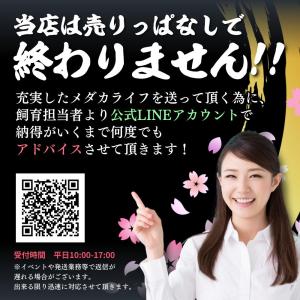 【有精卵10個】メダカの卵 天女半月【めだか】...の詳細画像5