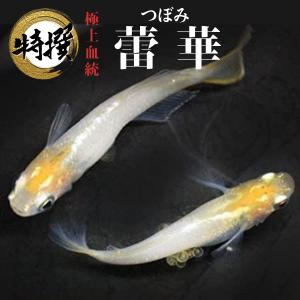 【入門用成魚5匹】メダカ 蕾華【送料無料】蕾華メダカ 蕾 つぼみ めだか 生体 目高 初心者 ゾウリムシ ミジンコ PSB と同梱可能 生クロレラ同梱不可