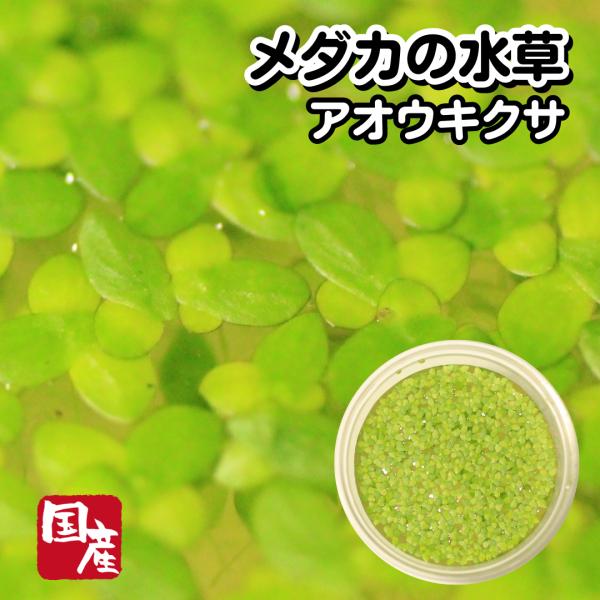 【1カップ】アオウキクサ【メダカの水草】めだか 目高 生体 浮草 ミジンコウキクサ ゾウリムシ ミジ...