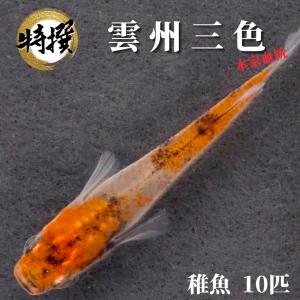 【稚魚10匹】メダカ 雲州三色【送料無料】めだか 生体 目高 三色 ゾウリムシ ミジンコ PSB と同梱可能 生クロレラ同梱不可