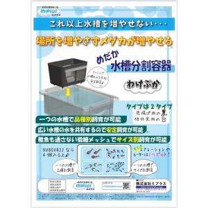 メダカ【ミプラス わけぷかブルー1個】青 水色...の詳細画像2
