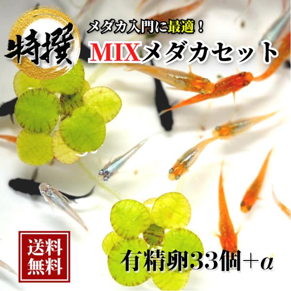 【有精卵33個】メダカの卵 ミックスメダカ【送料無料】めだか 生体 目高 紅帝 楊貴妃 オロチ など...