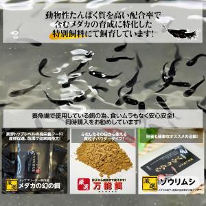 【500ml】メダガの餌 ゾウリムシ【めだか】...の詳細画像2