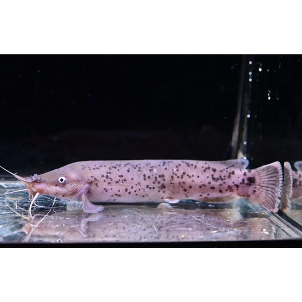 ロングノーズデンキナマズ　”コンゴ”　15cm