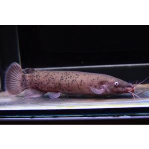 熱帯魚 ナマズ 大型 鑑賞魚生体 の商品一覧 熱帯魚 アクアリウム用品 ペット用品 生き物 通販 Yahoo ショッピング