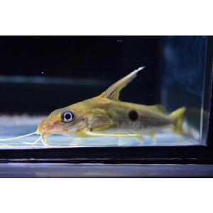 熱帯魚 ナマズ 大型 鑑賞魚生体 の商品一覧 熱帯魚 アクアリウム用品 ペット用品 生き物 通販 Yahoo ショッピング