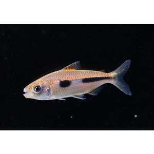 ボウレンゲリーテトラ　”コンゴ”　8-8.5cm