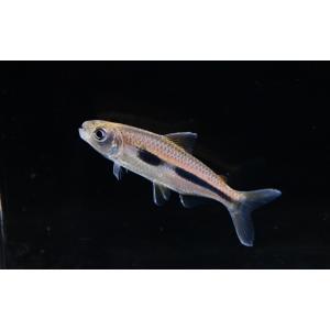 ボウレンゲリーテトラ　”コンゴ”　7-7.5cm