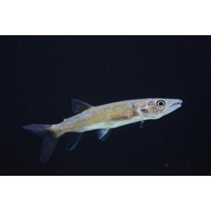 アフリカンパイクカラシン　”ナイジェリア”　6-7cm