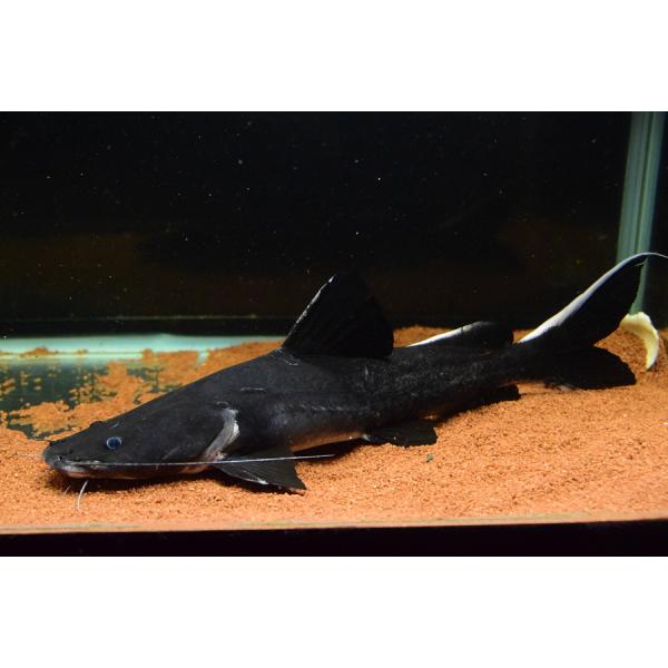 ホワイトテールブラックキャット　”インドネシア/中カリマンタン”　41cm