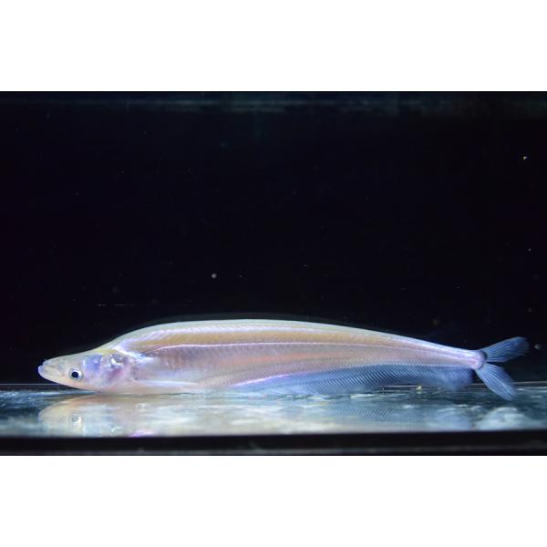 コモンシート  19-23cm