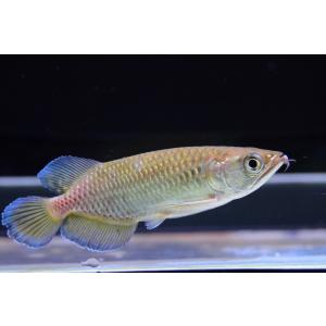 ノーザンバラムンディの商品一覧 通販 Yahoo ショッピング