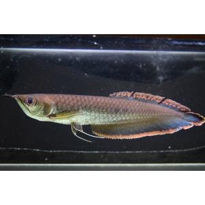 熱帯魚ブラックアロワナの商品一覧 通販 Yahoo ショッピング