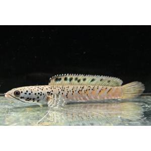 チャンナ・オルナティピンニス No.3 14cm程の商品画像