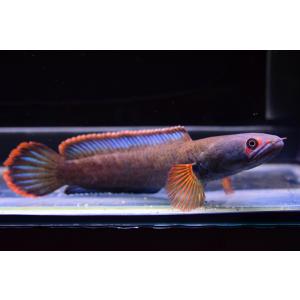 アイズファイヤースネークヘッド　”タイ便”　18cm　No.2