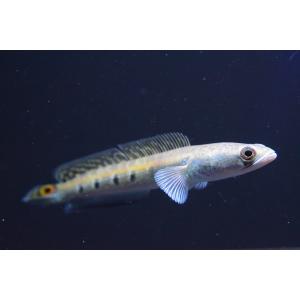 チャンナ・マルリウス　”インド/アッサム州”　10-11cm