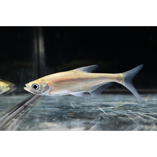 シニブラマsp.　”中国”　8cm±