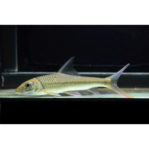 トール・ブレヴィフィリス　”中国”　18-21cm