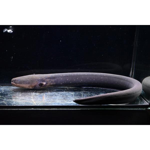 デンキウナギ　”ペルー”　No.1　45-46cm