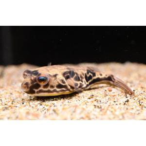 テトラオドン・ムブ　”コンゴ”　9-10cm　No.1
