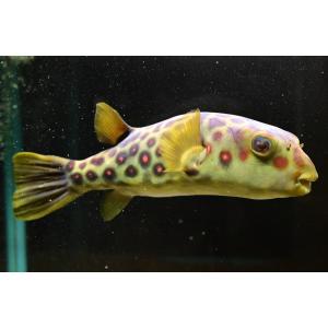 テトラオドン・パストゥレイタス　”ナイジェリア”　29cm