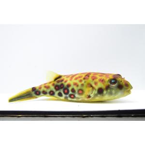 テトラオドン・パストゥレイタス　”ナイジェリア”　28-29cm