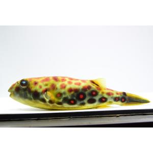 テトラオドン・パストゥレイタス ”ナイジェリア...の詳細画像1