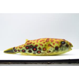 テトラオドン・パストゥレイタス ”ナイジェリア...の詳細画像2