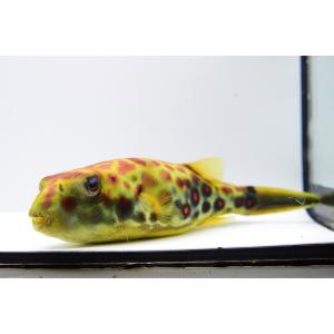 テトラオドン・パストゥレイタス ”ナイジェリア...の詳細画像3