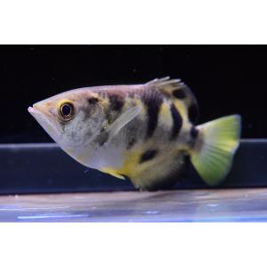 シアメンシスアーチャーフィッシュ　12-13cm