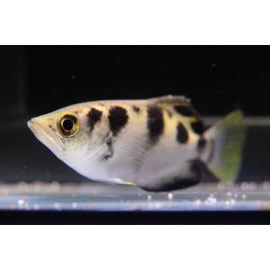 シアメンシスアーチャーフィッシュ　9cm±