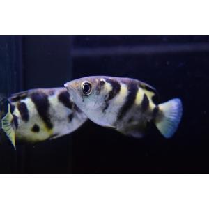 シアメンシスアーチャーフィッシュ　8cm