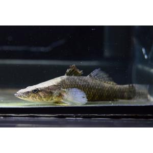 熱帯魚 ハゼの商品一覧 通販 Yahoo ショッピング