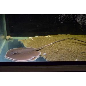 熱帯魚 淡水エイの商品一覧 通販 Yahoo ショッピング