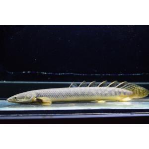 ポリプテルス パルマスの商品一覧 通販 Yahoo ショッピング