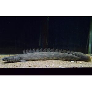 ポリプテルス・エンドリケリー ”ギニア/ファラナ川” No.2 41-42cm