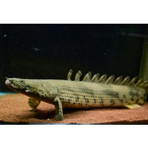 ポリプテルス・ラプラディ ”ギニア/サンカラニ川” 56cm : WORLD RIVERS