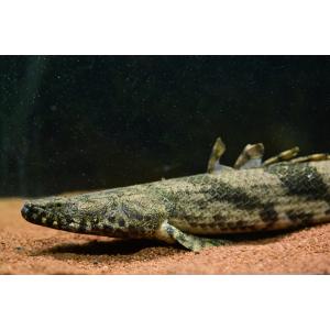 ポリプテルス・ラプラディ ”ギニア/サンカラニ川” 56cm : WORLD RIVERS