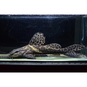 イエローフィンセイルフィンキャット ”ラーゴ・カ...の商品画像