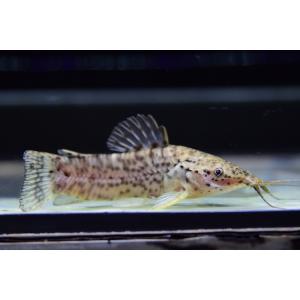 ナマズ 販売の商品一覧 通販 Yahoo ショッピング