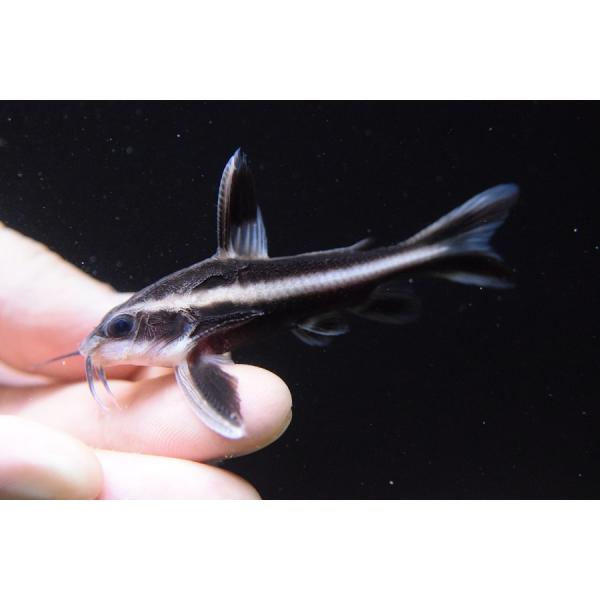 ホワイトライントーキングキャット　”ブラジル/クリスタリーノ”　6-7cm