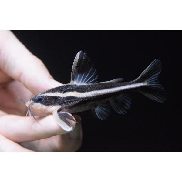 ホワイトライントーキングキャット　”ブラジル/ピメンタル”　8-11cm