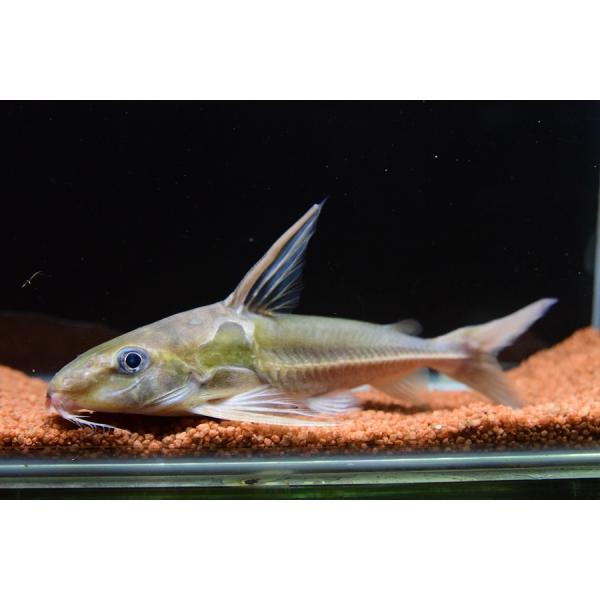 ネマドラス・フィラメントーサス　”ブラジル/タパジョス川”　13cm　No.1