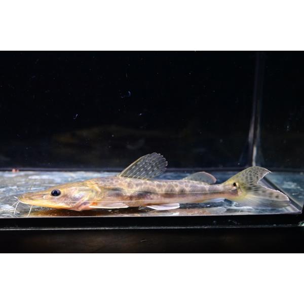 エイティーンスポットシャベルノーズキャット　”コロンビア”　16-18cm