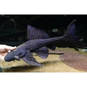 ブラックデビルプレコ　”コロンビア/オリノコ川”　45cm