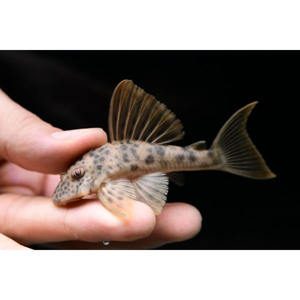 ビッグスポットタイガープレコ　”ブラジル”　8.5-9cm