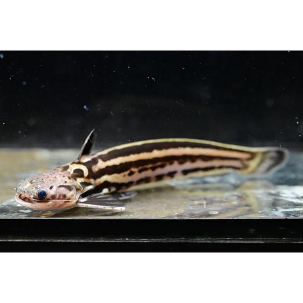 スーパーホワイトストライプウッドキャット　”ブラジル/マラカナ湖”　12-13cm