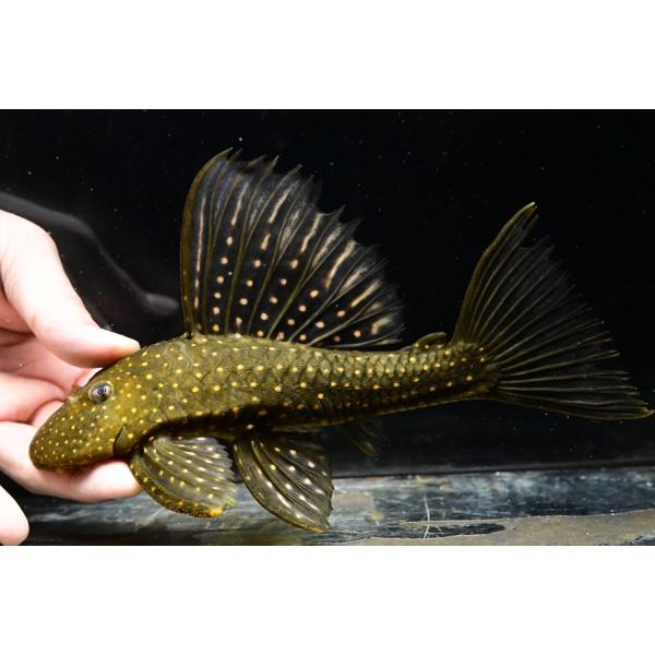 ゴールデンアンジェリカス　21cm