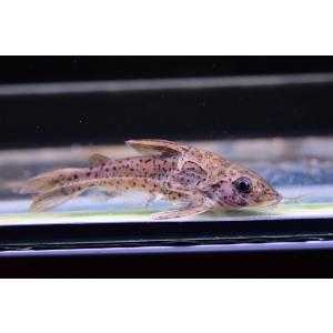 熱帯魚 ナマズの商品一覧 通販 Yahoo ショッピング