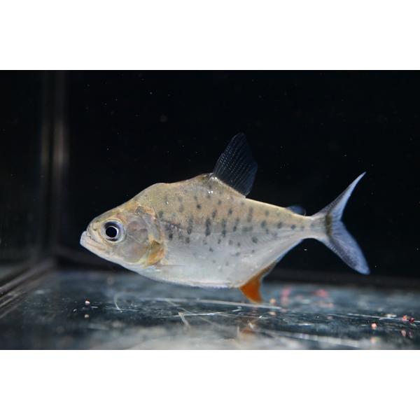 セラサルムスsp.タクトゥ　”ブラジル/タクトゥ川”　No.1　7.5cm